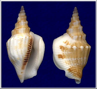 Dolomena plicata (Rding, 1798)