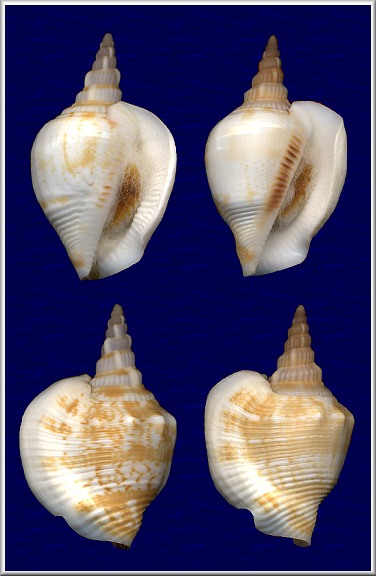 Dolomena sibbaldi (G. B. Sowerby II, 1842)