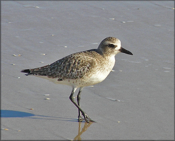 Black-bellied Plover Pluvialis squatarola Winter Plumage