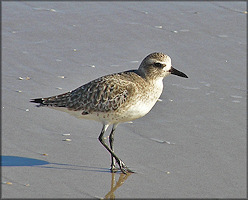 Black-bellied Plover Pluvialis squatarola Winter Plumage