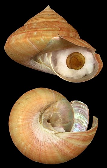 Bayerotrochus teramachii (Kuroda, 1955)