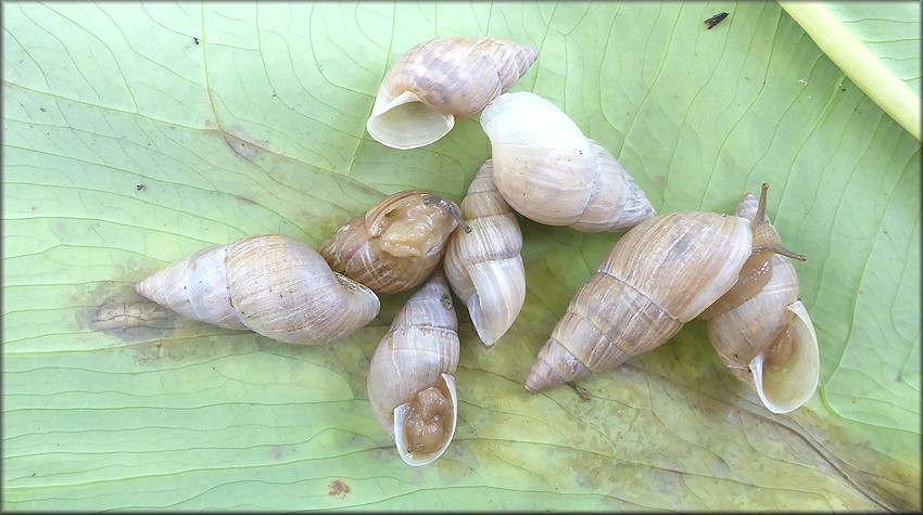 Bulimulus sporadicus On Wall Along Point Meadows Drive Near Interstate 295