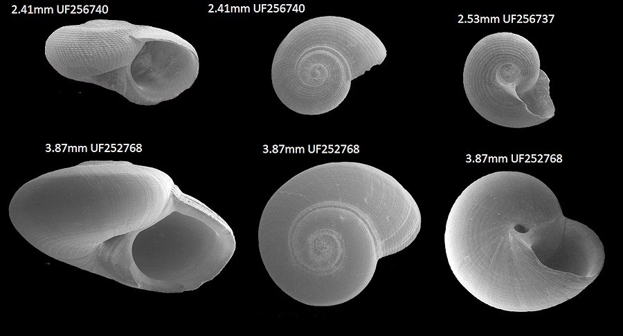 Solariorbis eugenes Pilsbry in Olsson and Harbison, 1953 Fossil