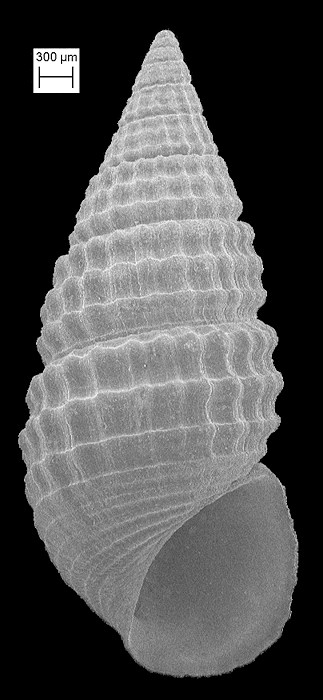 'Bittium' podagrinum Dall, 1892 Fossil