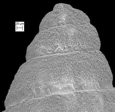 'Bittium' podagrinum Dall, 1892 Fossil