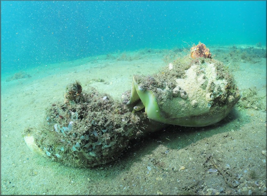 Lobatus costatus (Gmelin, 1791) Milk Conch Mating