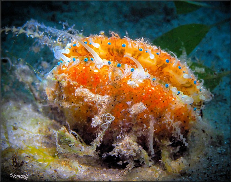 Aequipecten muscosus (W. Wood, 1828) Rough Scallop In Situ Showing Eyes