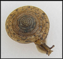 Polygyra septemvolva Say, 1818 Florida Flatcoil