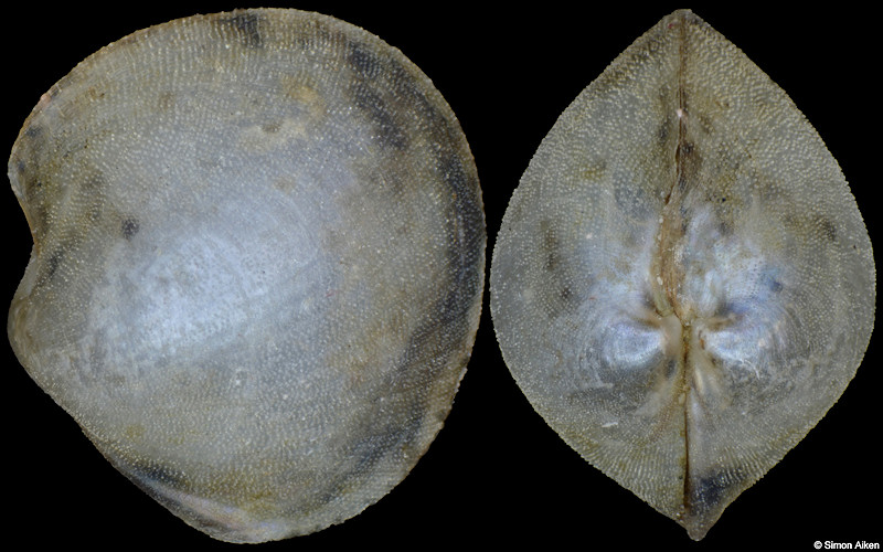 Policordia pilula (Pelseneer, 1911)