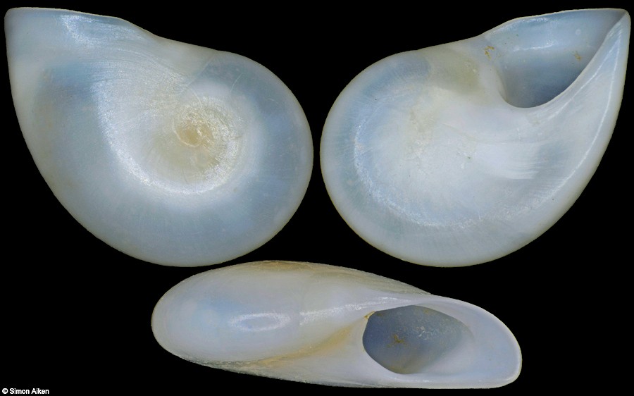 Teinostoma politum A. Adams, 1853