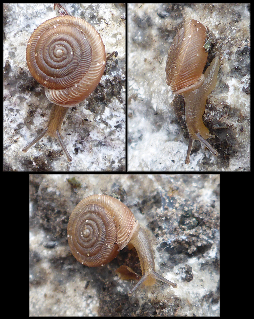 Polygyra cereolus (Mhlfeld, 1816) Southern Flatcoil In Situ