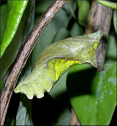 Polydamus Swallowtail [Battus polydamus] Chrysalis