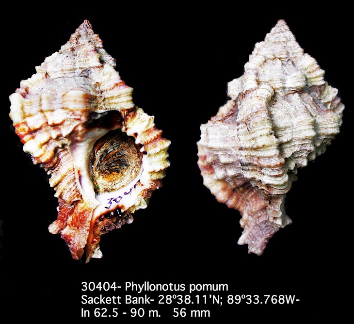 Phyllonotus pomum (Gmelin, 1791)