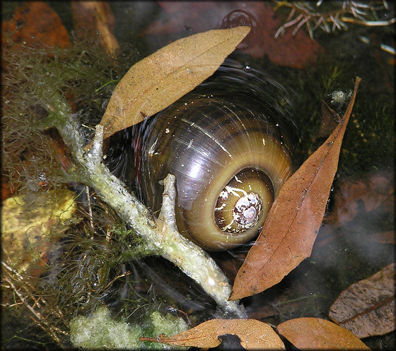 Pomacea paludosa (Say, 1829) Florida Applesnail Grazing On Surface Vegetation