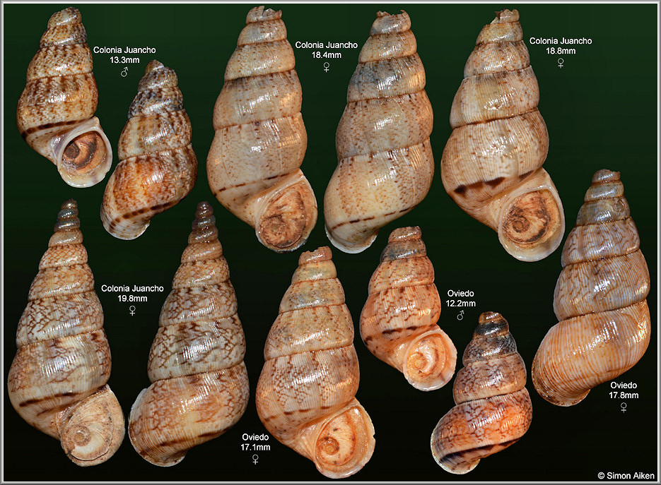 Crossepoma vermiculatum (Bartsch, 1946)