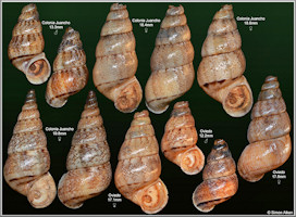 Crossepoma vermiculatum (Bartsch, 1946)