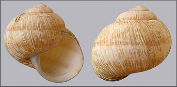 Helix pomatia Linnaeus, 1758