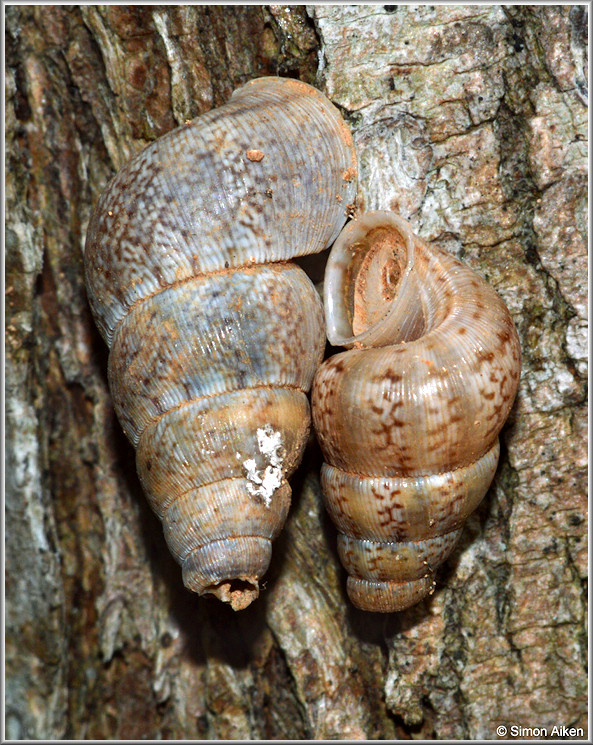 Crossepoma vermiculatum (Bartsch, 1946) Mating