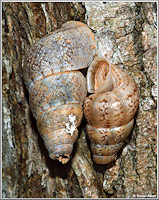 Crossepoma vermiculatum (Bartsch, 1946) Mating