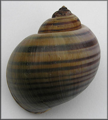 Pomacea lineata (Spix, 1827)