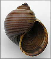 Pomacea lineata (Spix, 1827)