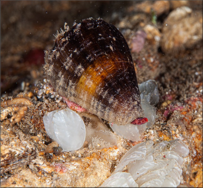 Conus mus Hwass in Bruguire, 1792 Depositing Eggs