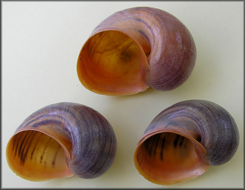 Pomacea maculata Perry, 1810 Aquarium Trade