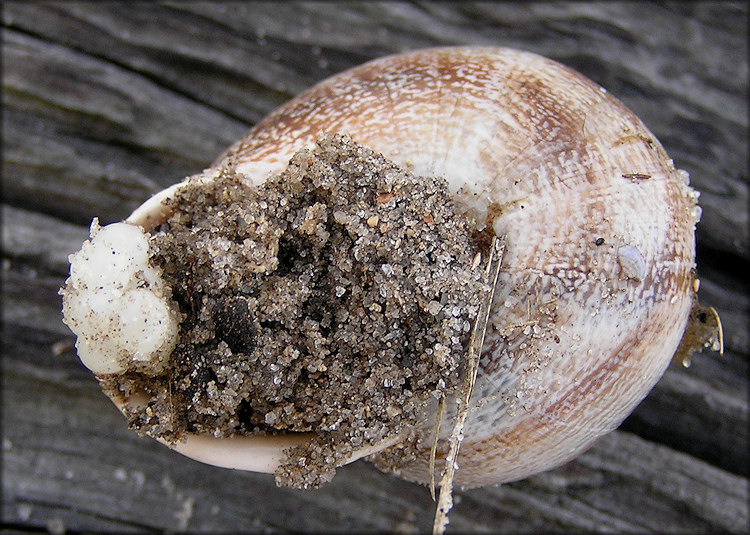 Otala punctata (Mller, 1774) Egg Laying