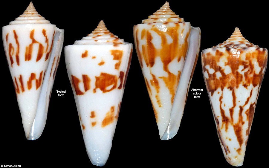 Conus poormani Berry, 1960