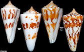 Conus poormani Berry, 1960