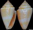 Conus poremskii (Petuch and Myers, 2014)