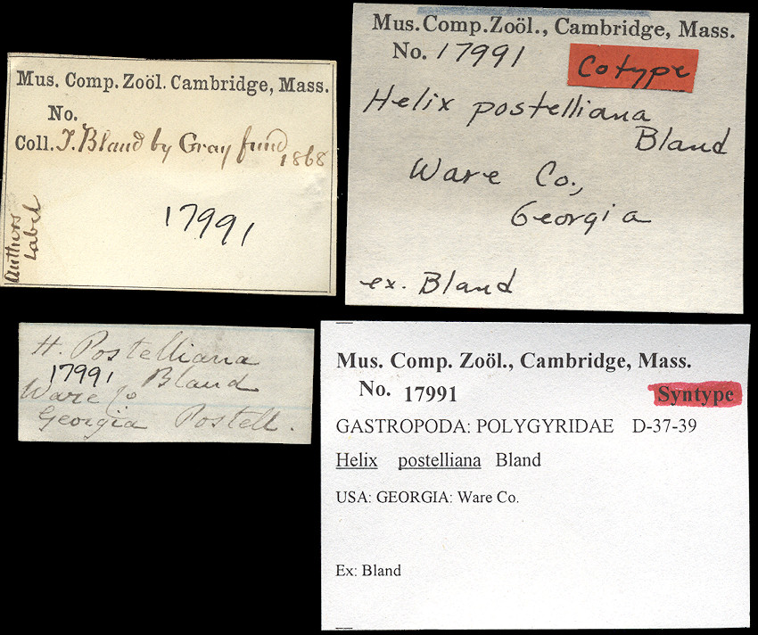 Daedalochila postelliana (Bland, 1859) syntype MCZ Labels