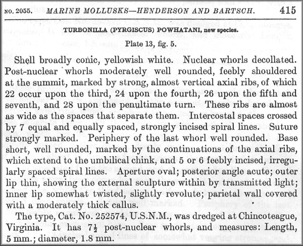 Turbonilla (Pyrgiscus) powhatani Henderson and Bartsch, 1914