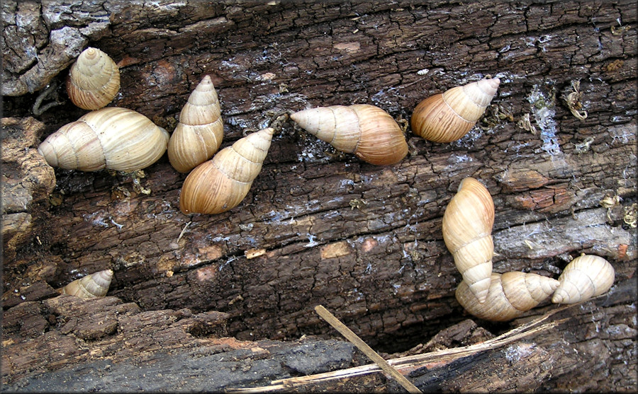 Bulimulus sporadicus (d’Orbigny, 1835) In Situ