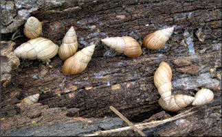 Bulimulus sporadicus (d’Orbigny, 1835) In Situ