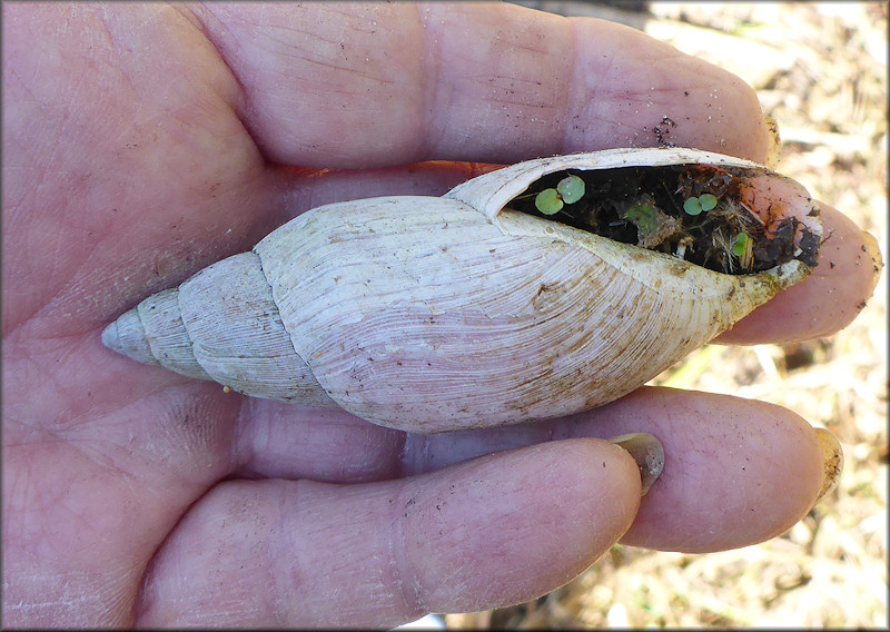 Euglandina rosea (Frussac, 1821) Rosy Wolfsnail - Very Large Specimen