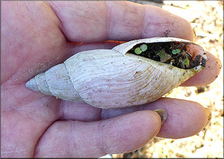 Euglandina rosea (Férussac, 1821) Rosy Wolfsnail - Very Large Specimen