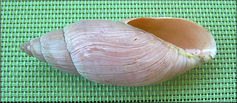 Euglandina rosea (Frussac, 1821) Rosy Wolfsnail - Very Large Specimen