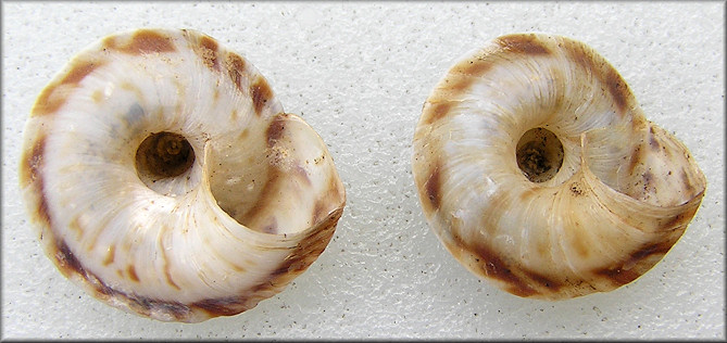 Anguispira picta (G. Clapp, 1920) Painted Tigersnail