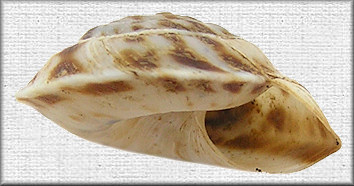 Anguispira picta (G. Clapp, 1920) Painted Tigersnail