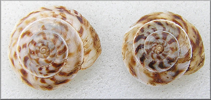 Anguispira picta (G. Clapp, 1920) Painted Tigersnail