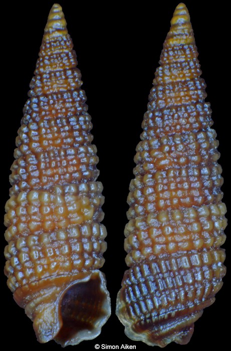 Cerithiopsis tuberculoides Carpenter, 1857