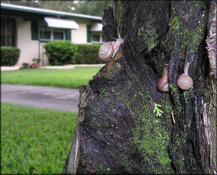 Bradybaena similaris (Frussac, 1821) Asian Tramp Snail