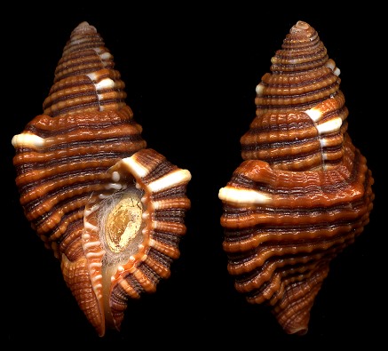 Cymatium (Septa) peasei Beu, 1987