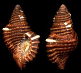 Cymatium (Septa) peasei Beu, 1987