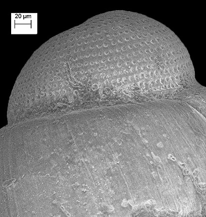 Amphithalamus rauli Roln, 1991 Rauls Barleysnail