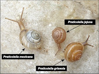 Praticolella jejuna (Say, 1821) Florida Scrubsnail