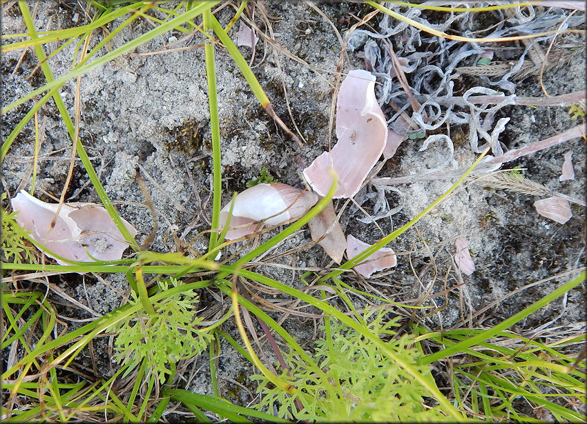 Predation On Euglandina rosea (Frussac, 1821)