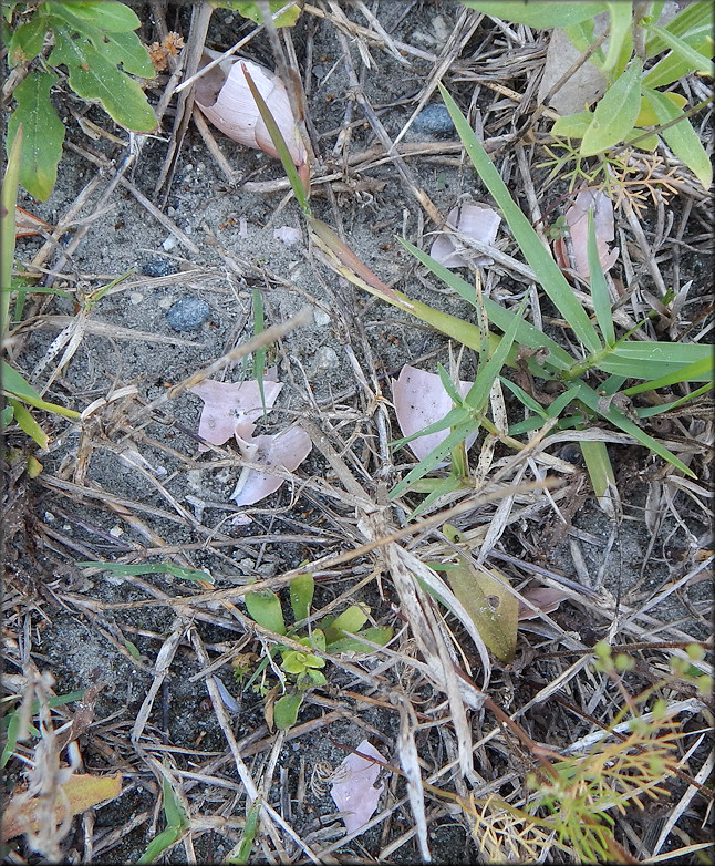 Predation On Euglandina rosea (Férussac, 1821)