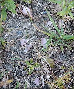 Predation On Euglandina rosea (Férussac, 1821)
